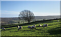 NY9152 : Sheep in field near to Hesleywell by Trevor Littlewood