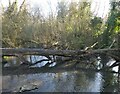 Fallen tree, Kearsney Abbey