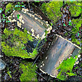 SU9523 : Logs, moss and fungi on Upperton Common by Ian Cunliffe