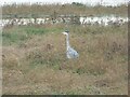 Heron at Parkgate