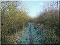 SK3116 : Frosty footpath in Maybury Wood by Ian Calderwood