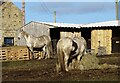 Horses in winter quarters