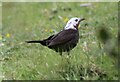 NZ1171 : Leucistic Blackbird (female) by Les Hull