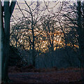 TQ4399 : Epping Forest Sunset by Roger Jones