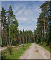 NH4939 : Track, Boblainy Forest by Craig Wallace