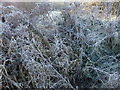 Heavy frost near Lesnes Abbey