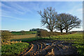 Farmland and footpath near Dallicott, Shropshire