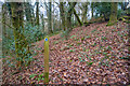 SS7621 : Rose Ash : Cherridge Wood by Lewis Clarke