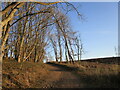 Bridleway to Clipstone Drive