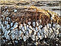 ND2170 : Goose Barnacles by David Bremner