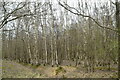 TQ7120 : Silver birches, Simmett's Wood by N Chadwick
