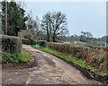 Hedge-lined road, Penrhos