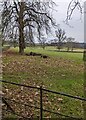 Trees in a field near the Old Vicarage, Penrhos, Monmouthshire