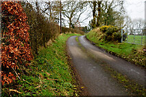 H5472 : Copper beech hedge along Roeglen Road by Kenneth  Allen