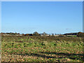 Farmland north of Brick Kiln Lane