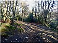 Woodland path descending from Donard Bridge to Donard Park alongside the Glen River