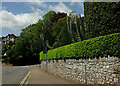 Hedge on wall, Wheatridge Lane