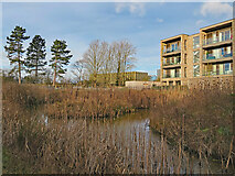 TL4654 : A pond at Ninewells by John Sutton