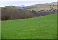 Hill pasture and Whitlaw Wood