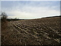 Stubble field adjacent to Warsop Hill Plantation