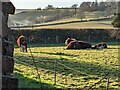 Hereford cattle at Turnastone