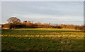 Arable field off Lower Road, Hullbridge