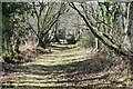 Tree-lined path past Grixey Farm