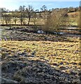 Leafless trees near a pond, Tal-y-Coed, Monmouthshire