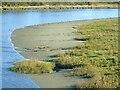 A desert of lapwings