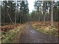 NH7447 : Forestry road, Culloden Forest by Steven Brown