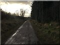 Forestry road, Culloden Wood