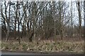 Woods by The Ridgeway, Moggerhanger