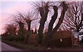 Willow trees on Renhold Road, Sevick End