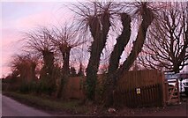 TL0954 : Willow trees on Renhold Road, Sevick End by David Howard