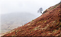 NS3099 : Slope with dead bracken and protruding tree by Trevor Littlewood