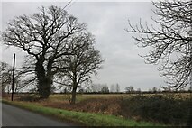 TL1642 : Field by High Street, Southill by David Howard