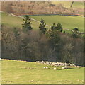 Clearance cairn, Laidlawstiel