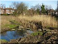 The Day Brook in Valley Road Park