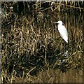 Wildlife in Valley Road Park