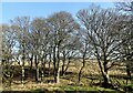 Trees along the Houghwell Burn