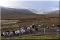 HT9640 : Sheep near the Burns, Foula by Mike Pennington