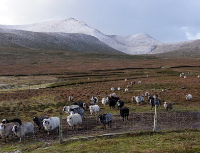 HT9640 : Sheep near the Burns, Foula by Mike Pennington