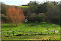 SX8162 : Willow in field, Littlehempston by Derek Harper