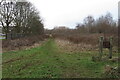 Path through the woods