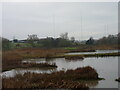 Upton Warren Nature Reserve (3)