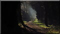 Shafts of sunlight Leabrooks Railway Path, Alfreton