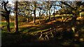 Footbridge & path south of Shaw-Wood Farm, South Wingfield