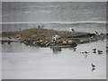 Grey Heron on island at Upton Warren Nature Reserve 