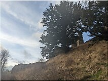 SO3240 : Tree at Snodhill Castle (Keep) by Fabian Musto