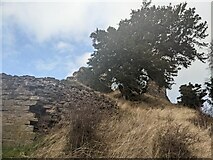 SO3240 : Tree at Snodhill Castle (Keep) by Fabian Musto